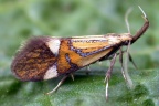 Micro-moths